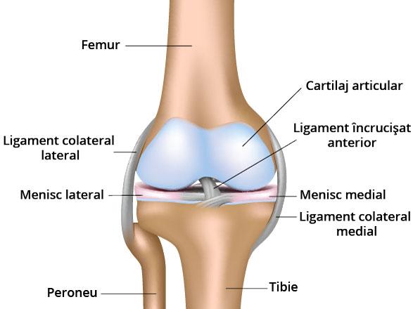 Defecte ale cartilajului articular